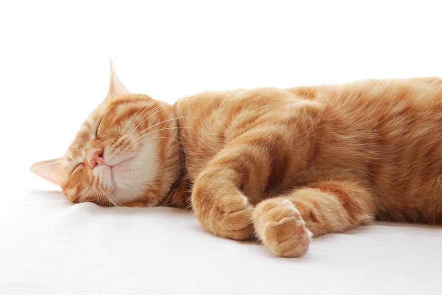 室内飼いの猫が抱えるストレス…5つの原因と解消できる方法をご紹介します