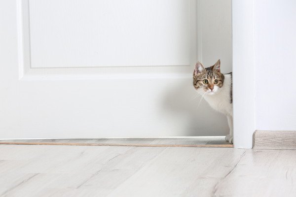 家の中で猫を立ち入らせない方がいい５つの場所