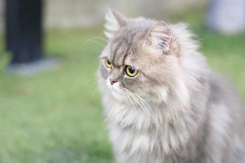ペルシャ猫の特徴と性格、その毛色について