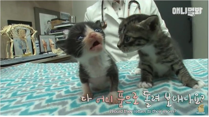 １匹の母猫が産んだ２匹の大きさの違う子猫たち