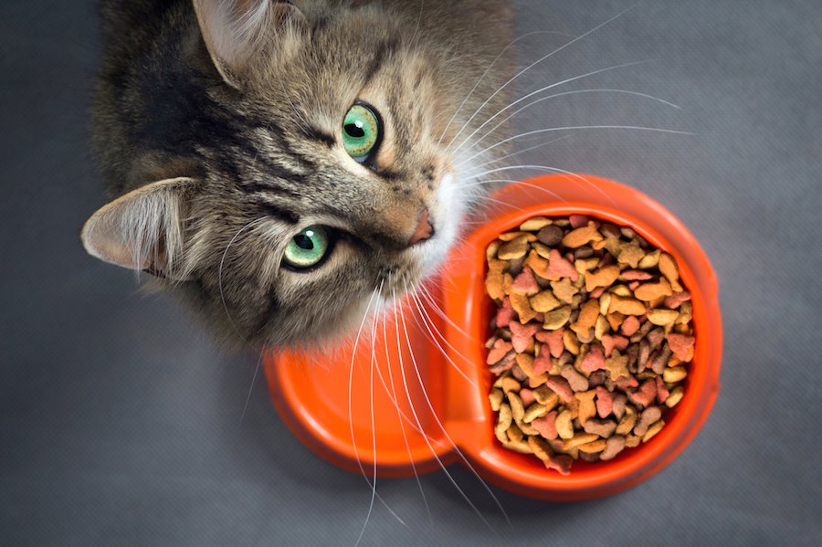 猫に必要なビタミンとは？摂取できる食品３選