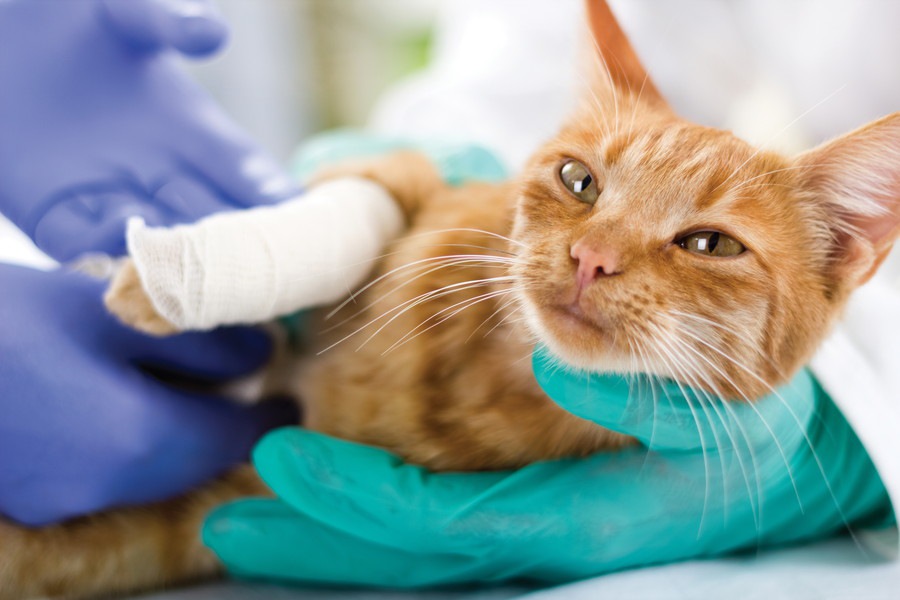 猫が骨折した時の症状とその対処や治療法