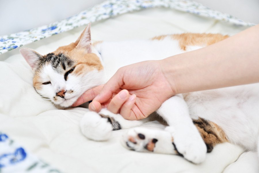 ハンドクリームを付けた手で猫を触っても大丈夫？