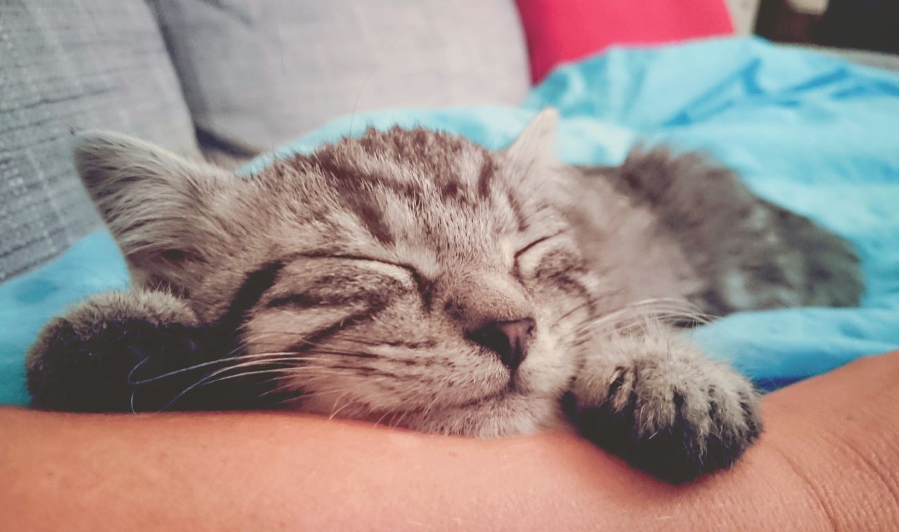 腕枕で猫が一緒に寝たがる４つの理由