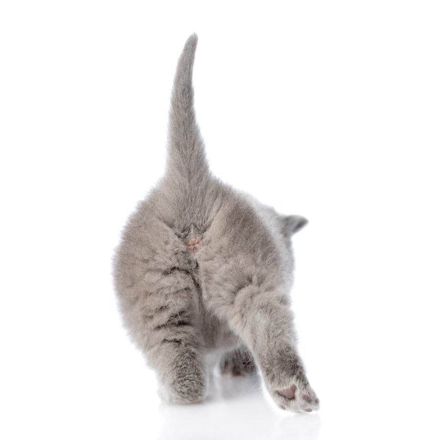 猫はおしりや腰をトントンされるのが好き！これってどうして？