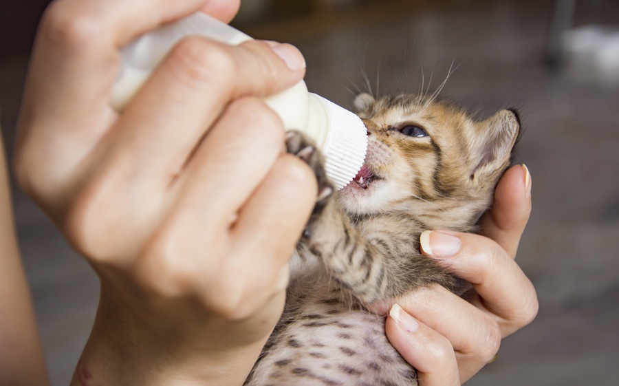 子猫がミルクを飲まない原因とその対処法