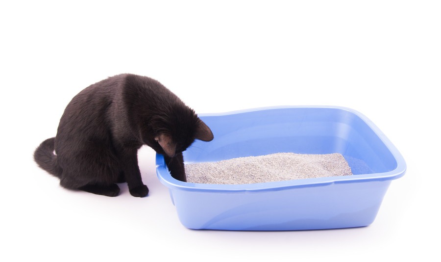 おからの猫砂の特徴や使う時の注意点、おすすめ商品