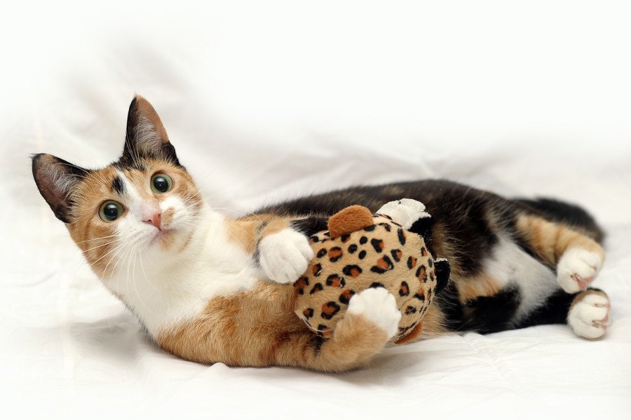猫のおもちゃ人気のある商品10選！