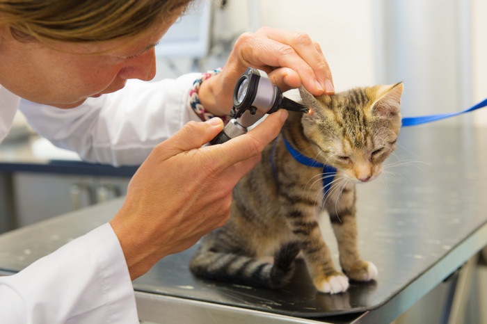猫の耳の病気4つの症状や治療、予防する方法について