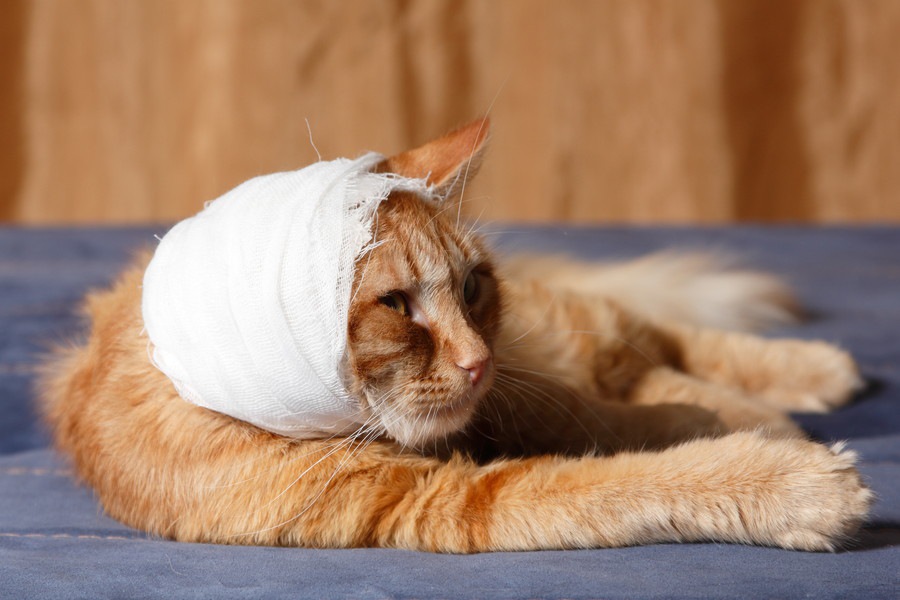 猫の真菌とは  原因と対策や治療の方法
