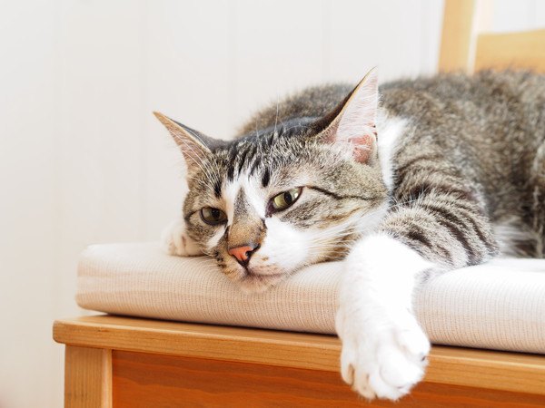 猫が鬱になっているかもしれない6つの症状