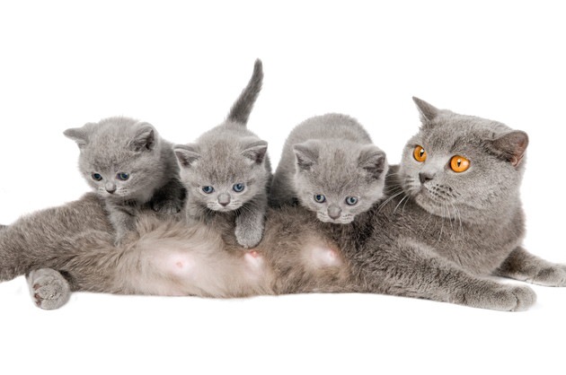 猫は出産する時何匹産む？平均、最大で生まれる子猫の数