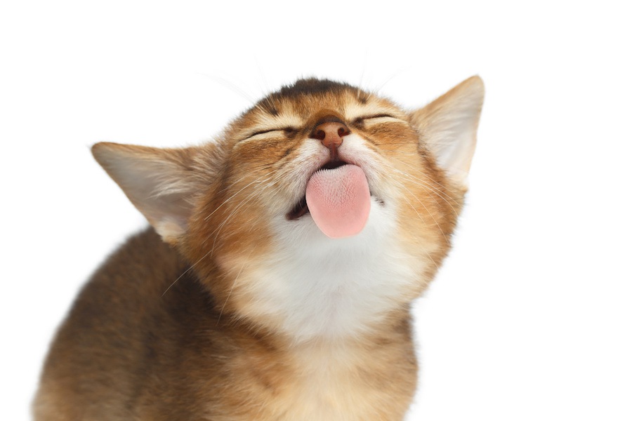 猫が舐めた物は食べない方がいい！うつるかもしれない病気６選