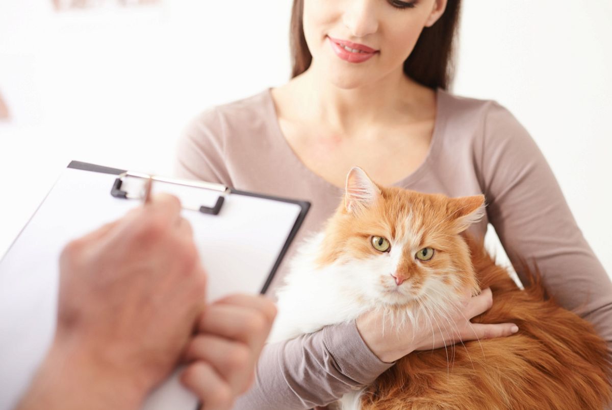 猫が尿毒症になった時の症状や原因と予防法について