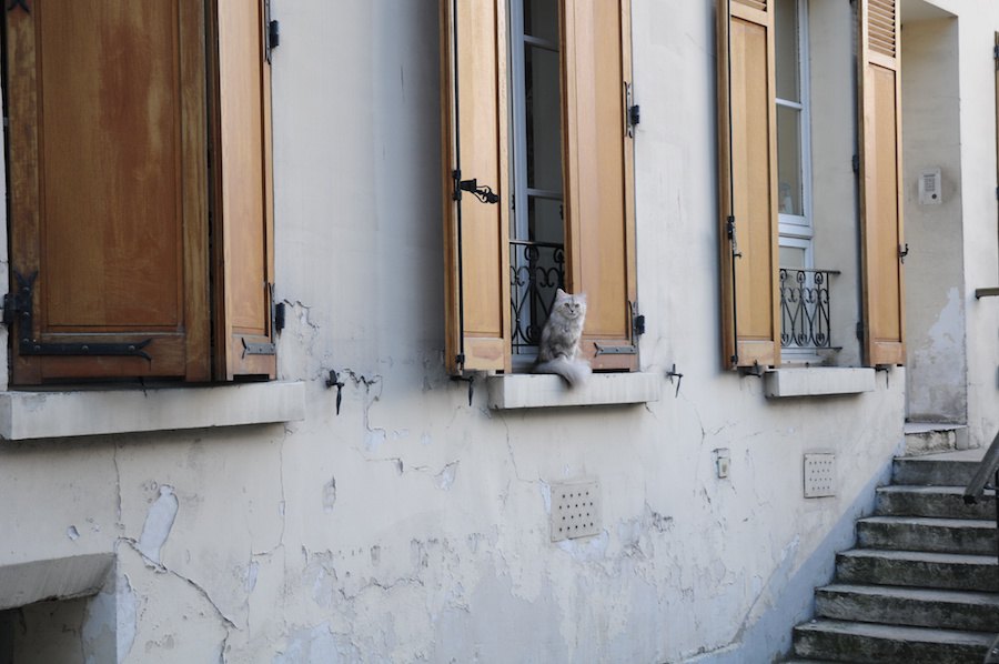 【世界にゃん事情】フランス パリで暮らす猫たち