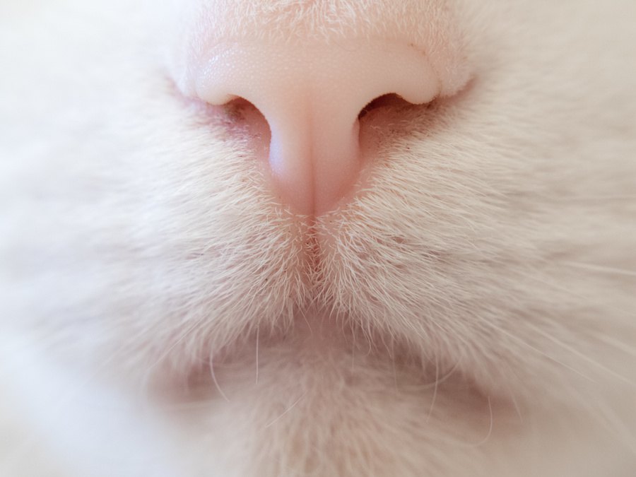 猫は脇の下の匂いが好き！その理由とは？