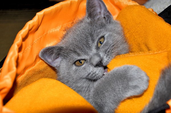 猫が布を食べるウールサッキング　原因と対処法