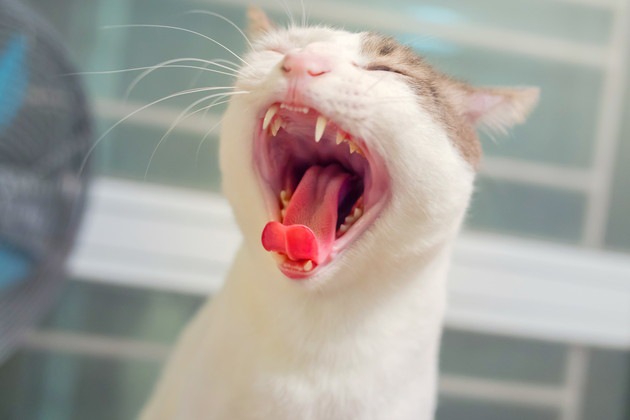 猫の歯茎が黒い原因と考えられる病気