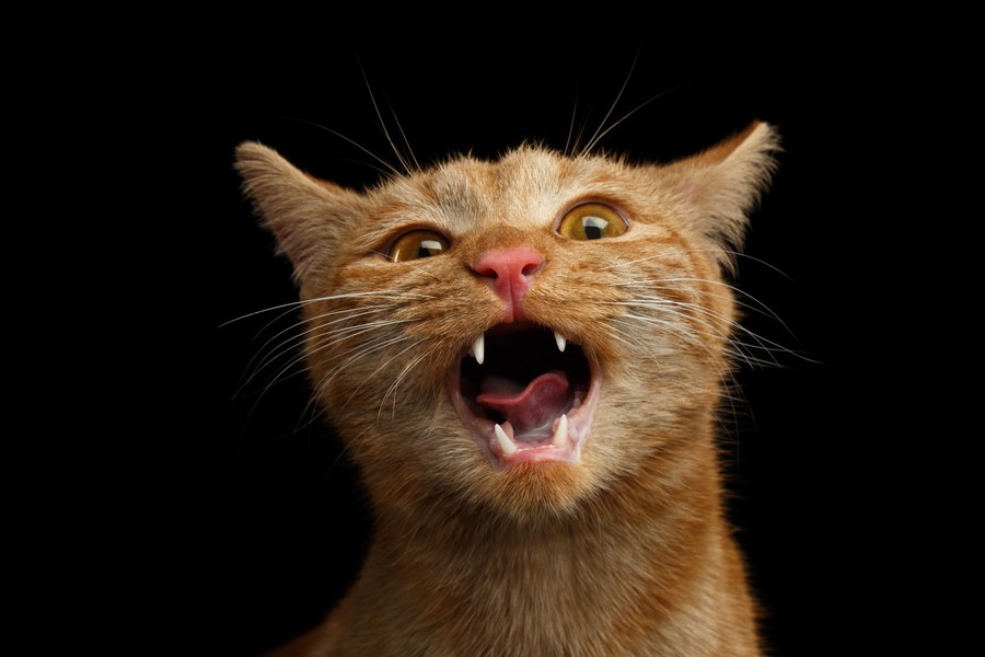 猫が口の中を気にする時に疑うべき病気と治療法
