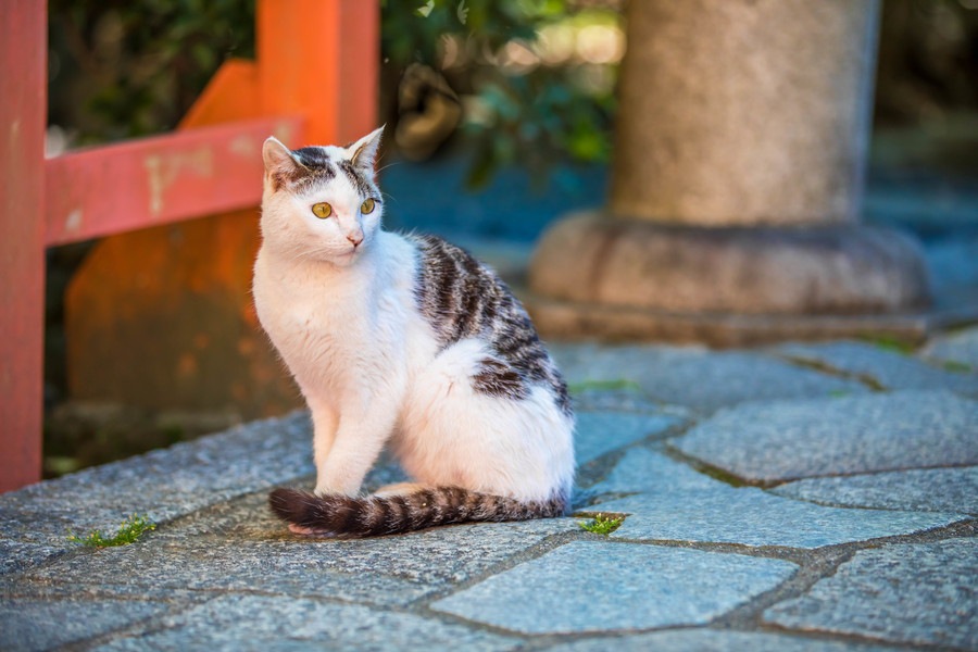 日本全国の猫神様まとめ！猫神社と猫寺のご紹介