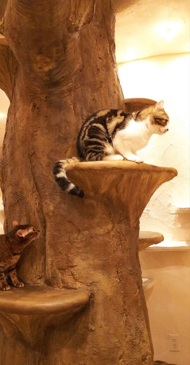 おしゃれな店内で猫とまったり♡吉祥寺の猫カフェ『てまりのおしろ』に行ってきました！