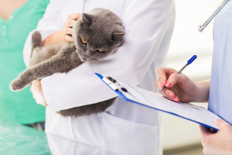 猫を動物病院に連れていく”判断基準”とは？