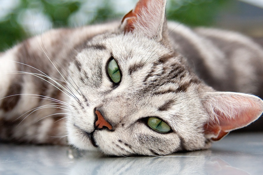 愛猫が亡くなりペットロス…落ち込まない為の考え方