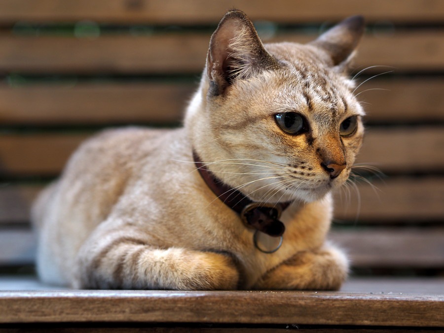 エイジアンという猫の特徴や性格、値段から飼い方まで