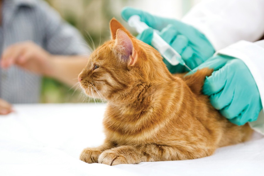 猫の気管支炎の症状と原因、治療法や予防法など