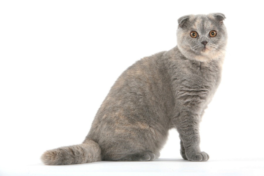 グレーの猫の種類　それぞれの特徴や性格、飼い方