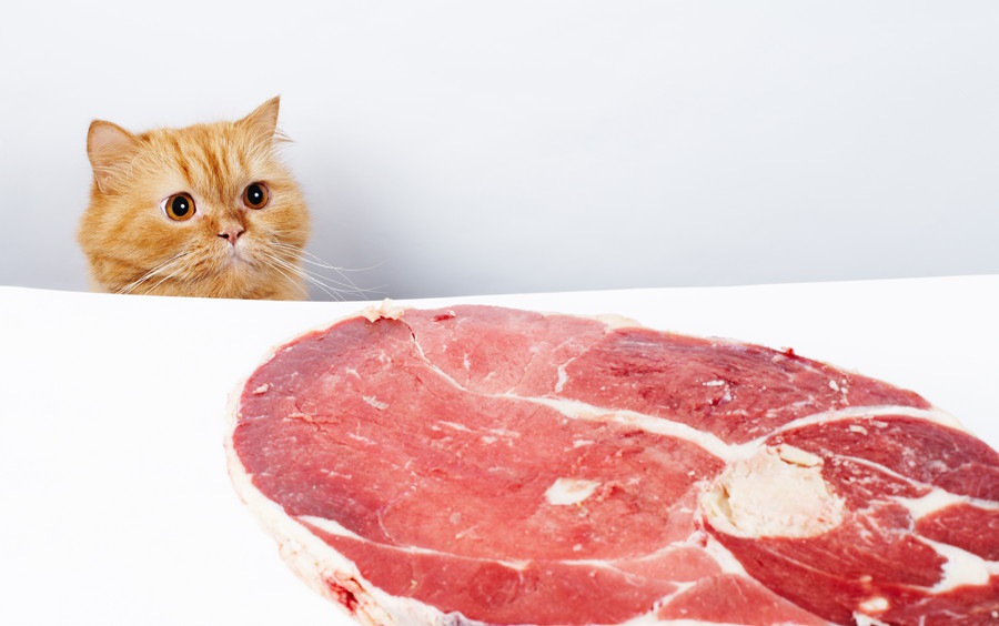 猫に牛肉を食べさせても大丈夫？与える際の注意点や与え方