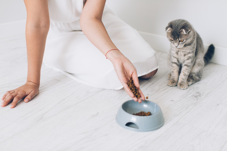 子猫のご飯の時期別の与え方と注意点
