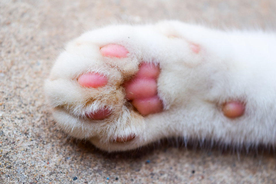 【幸せを運ぶ猫】アメリカには多指症の猫が多いって本当？