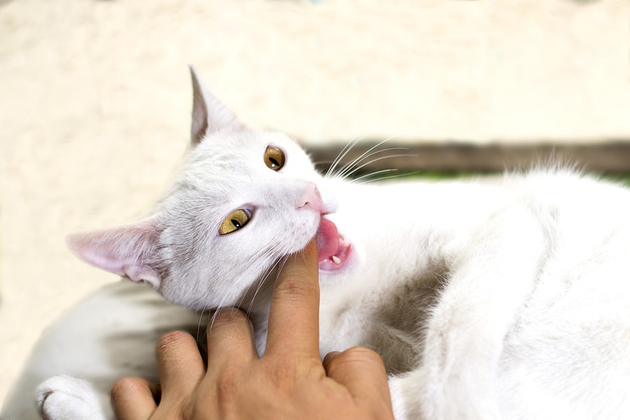 猫が痛いくらいに噛む理由と対処法