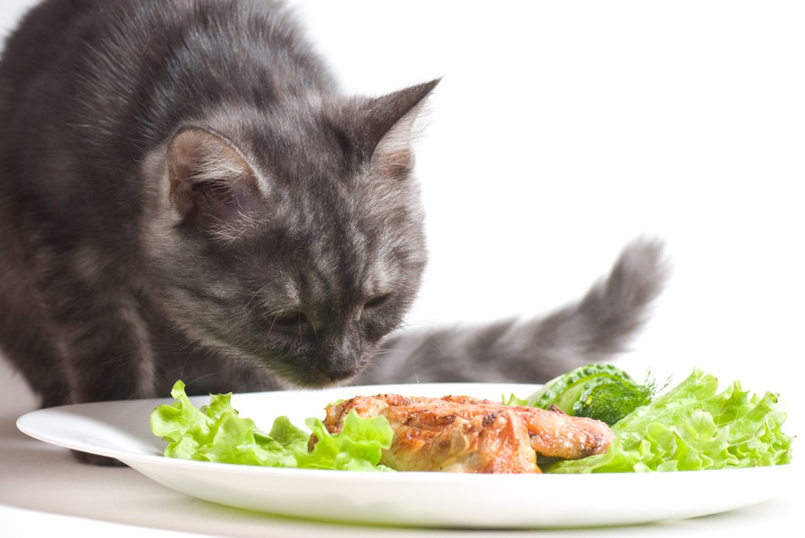 猫にレタスを食べさせても大丈夫？与え方や与える時の注意点を解説