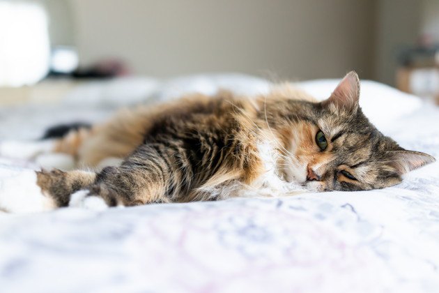 猫の好酸球性肉芽腫 症状や原因、治療の方法