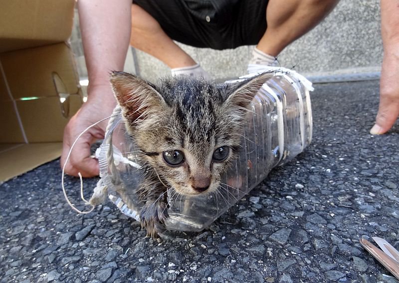 排水溝に落ちて出られなくなった猫「ココ」奇跡の救出劇
