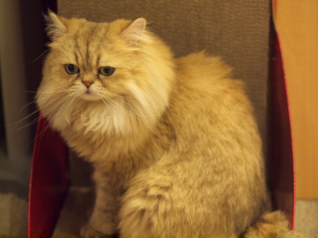 ハーマイオニーが飼っている猫とは！ハリーポッターシリーズに登場する猫