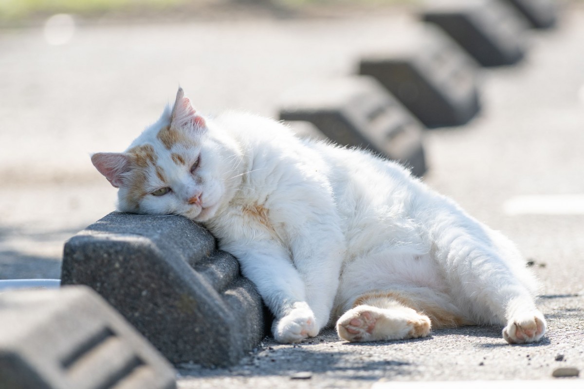 猫も夏バテするの？症状や対策・予防法を紹介
