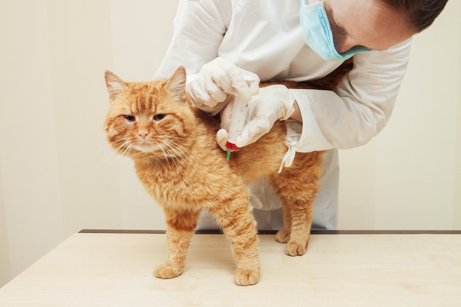 猫の腎臓に関する2つの数値の見方、高い時の対処法