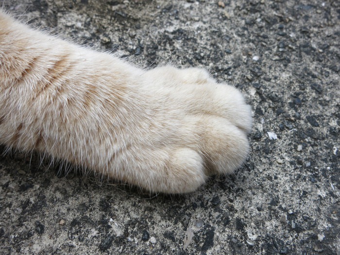 「ねこのおてて」は猫の足だけの写真集！クリームパンに見えてくる秘密
