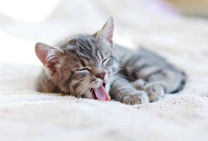 猫が寝る位置で分かる5つの性格と睡眠の仕方