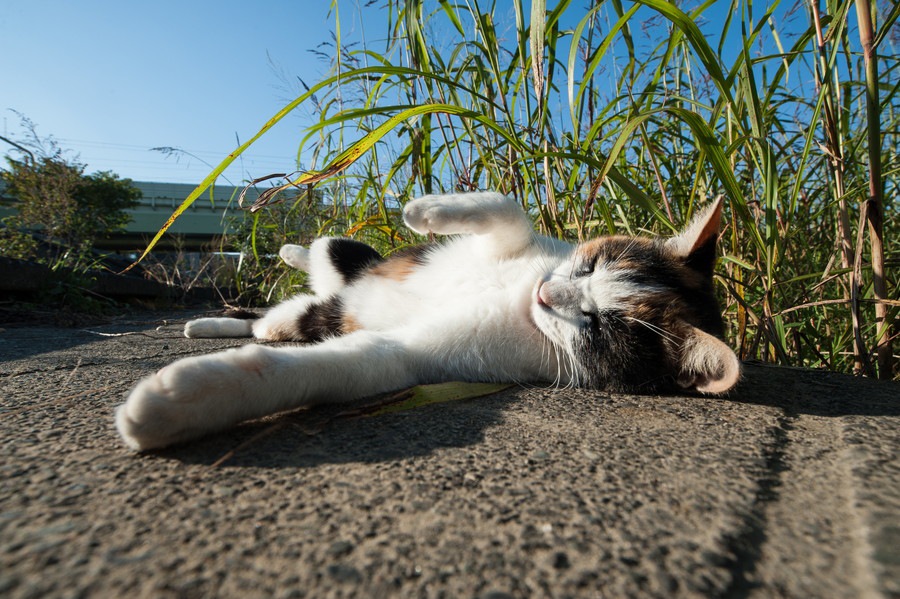 猫の夏の暑さ対策3つのポイント