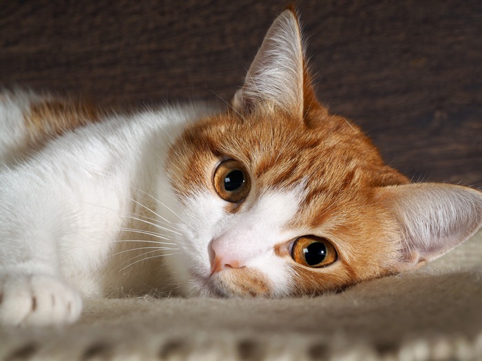 猫の目の色の豊富な種類とその特徴
