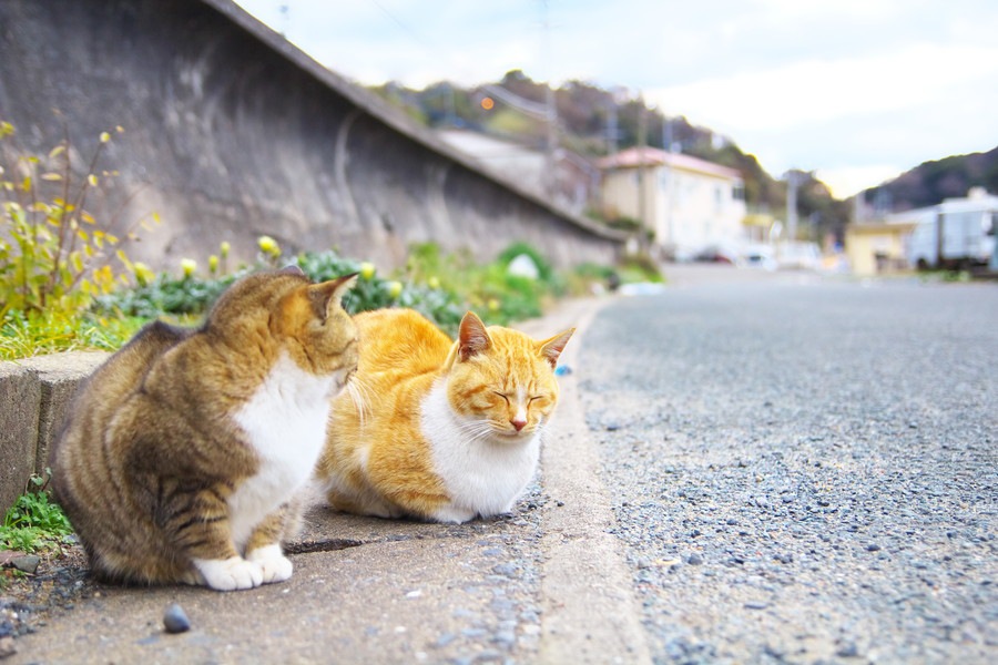 猫島「相島」の魅力と福岡からの行き方