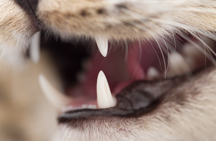 猫の歯の種類や構造、病気について