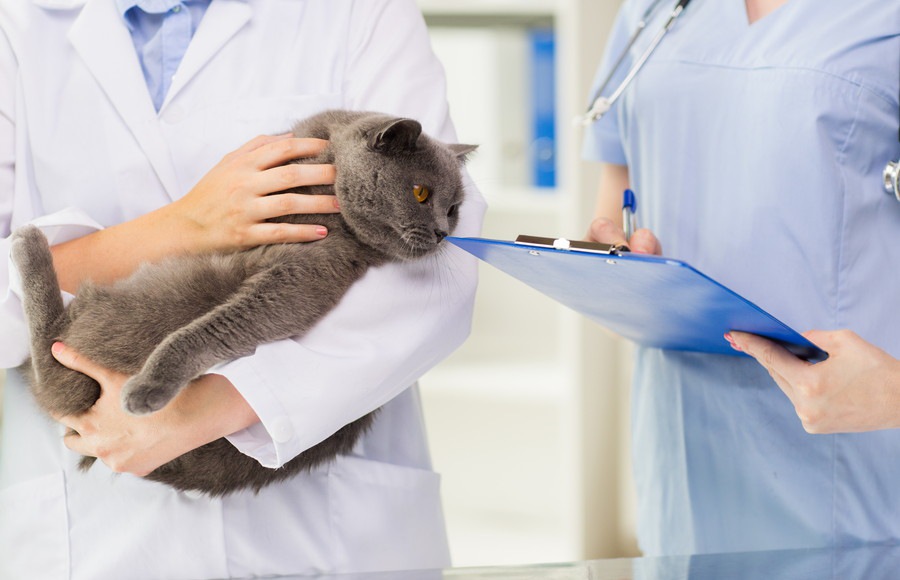 猫の脱腸について その症状や原因、治療法とは