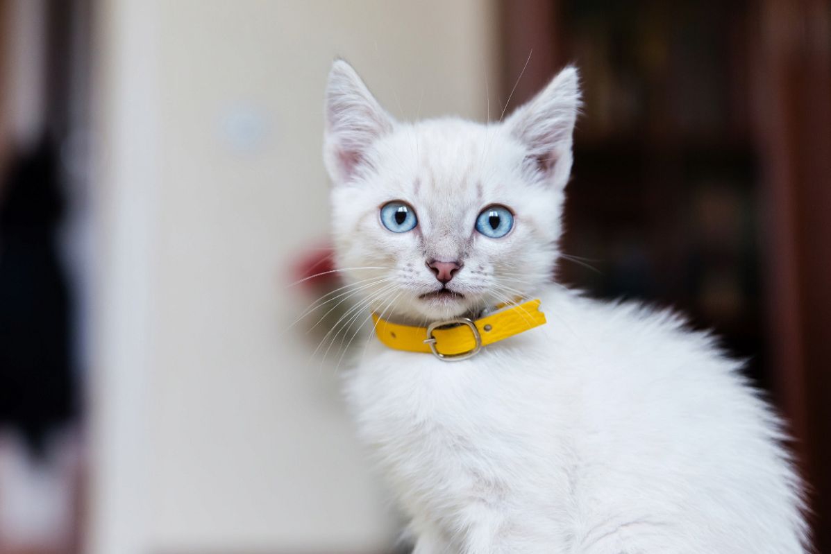青い目の猫の種類とは？綺麗なブルーの瞳になる理由