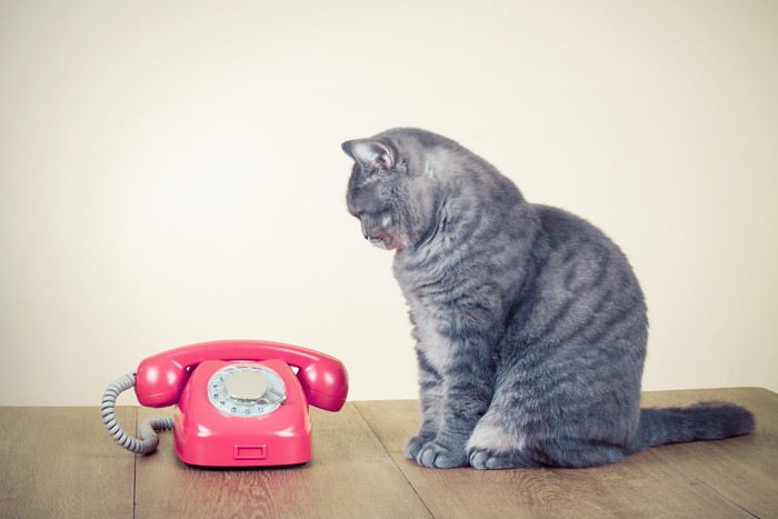 電話中に猫が鳴く理由について
