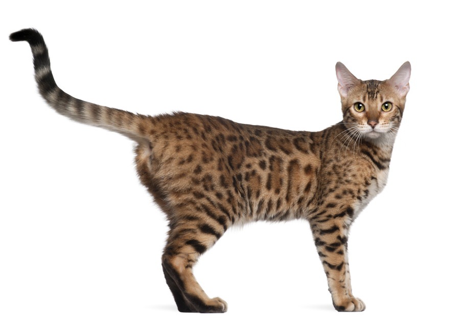 ベンガル猫の大きさとその体型の特徴とは